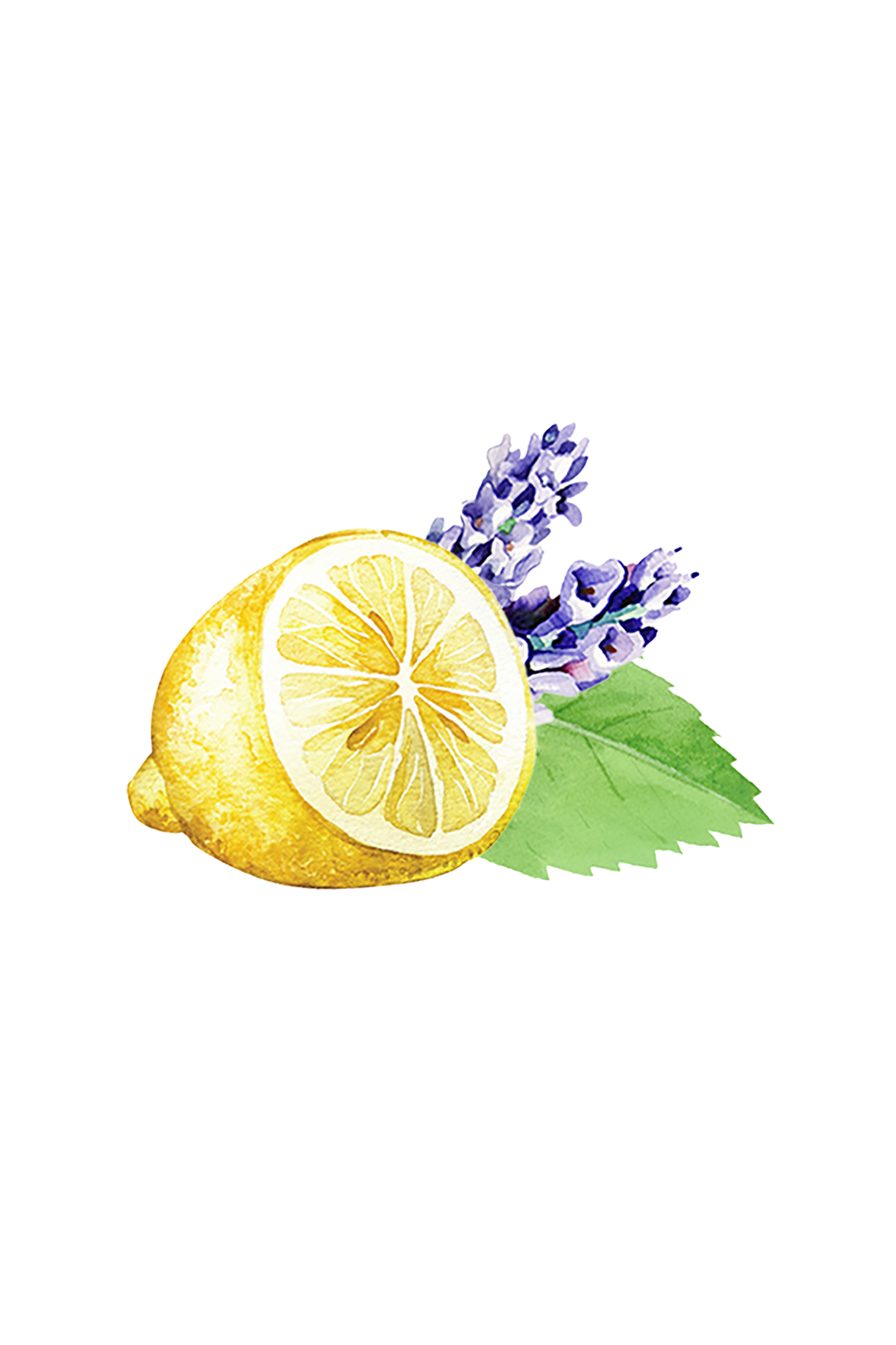 Floor Cleaner Concentrate | Lavender, Lemon & Mint